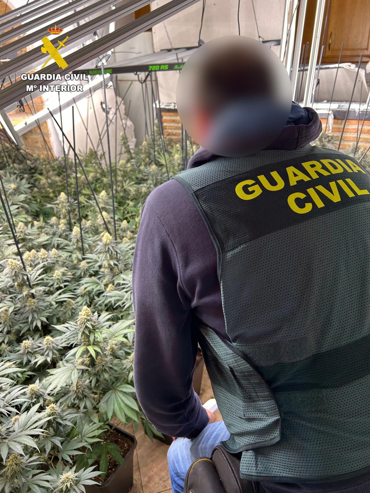 Dúrcal y Padul entre los municipios donde la Guardia Civil ha incautado más de 11.800 plantas de marihuana durante el mes de marzo